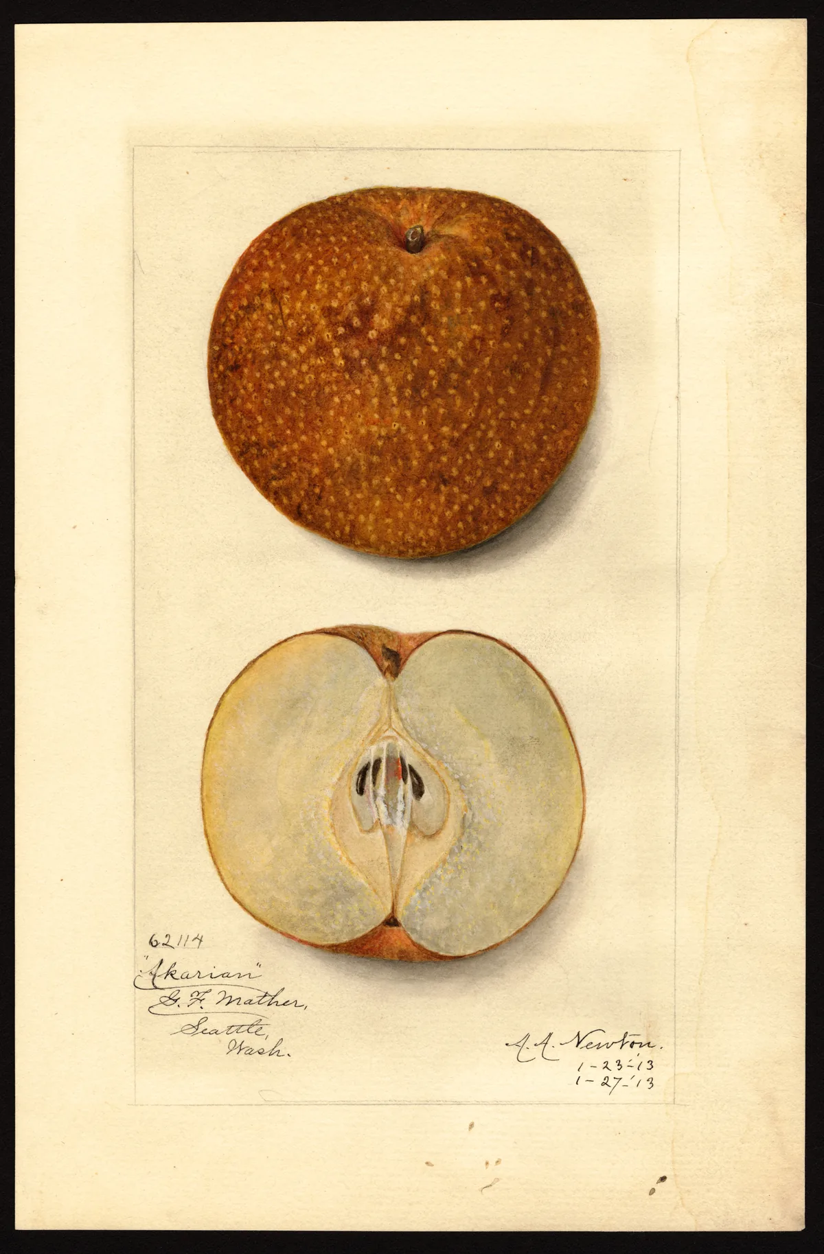 Asian Pear (Pyrus pyrifolia), botanical illustration