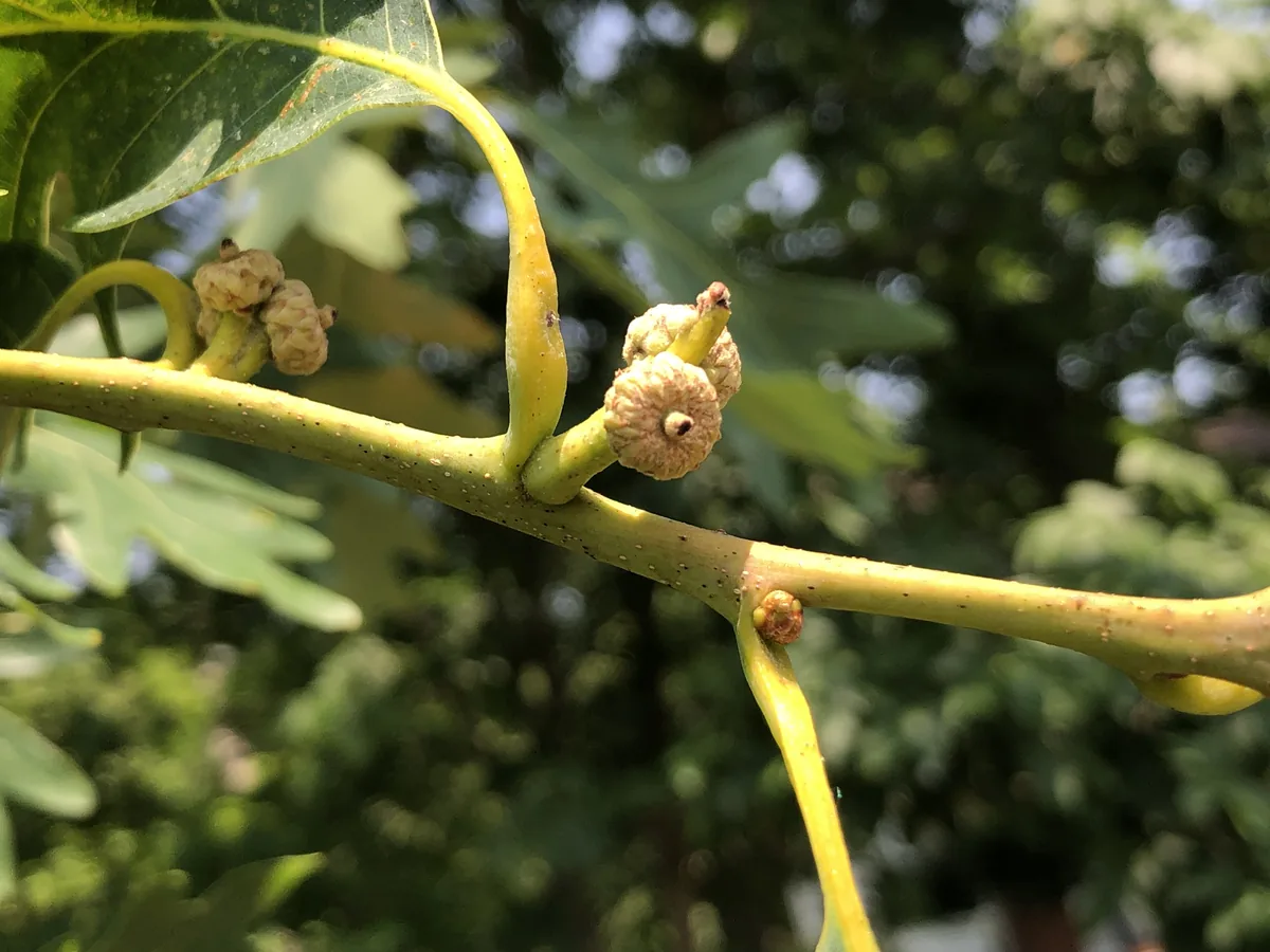 White Oak (Quercus alba), photograph