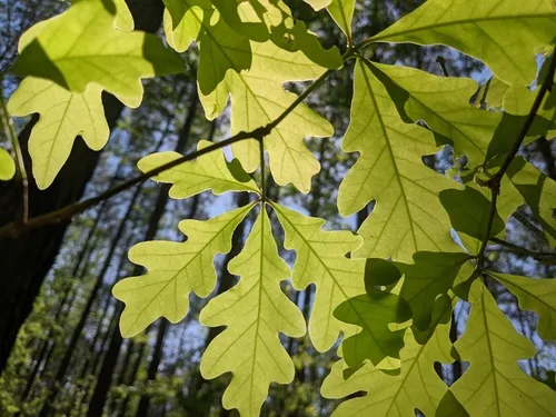 White Oak (Quercus alba), photograph