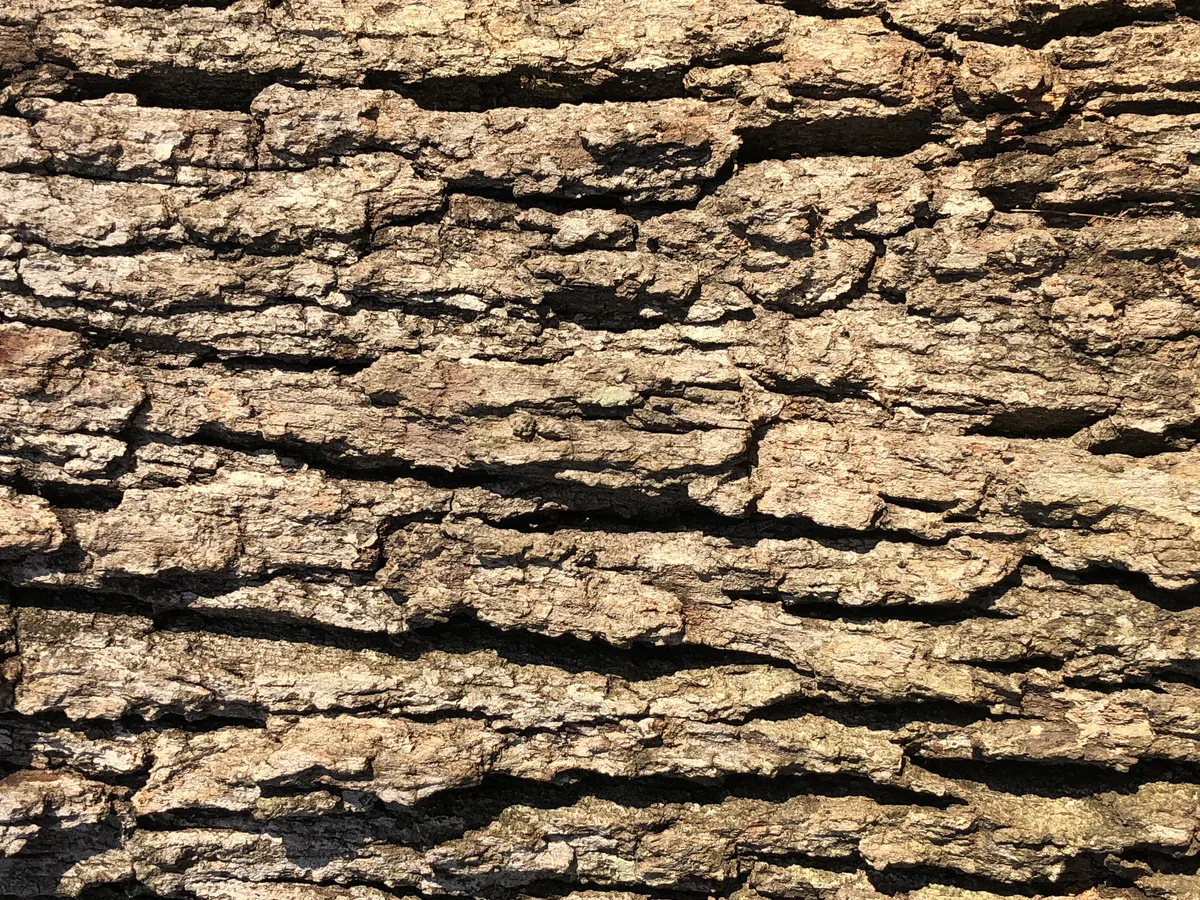 White Oak (Quercus alba), photograph