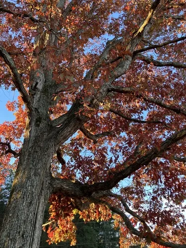 White oak, photograph