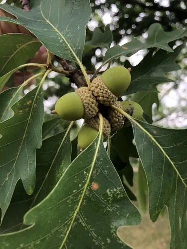 White Oak (Quercus alba), photograph