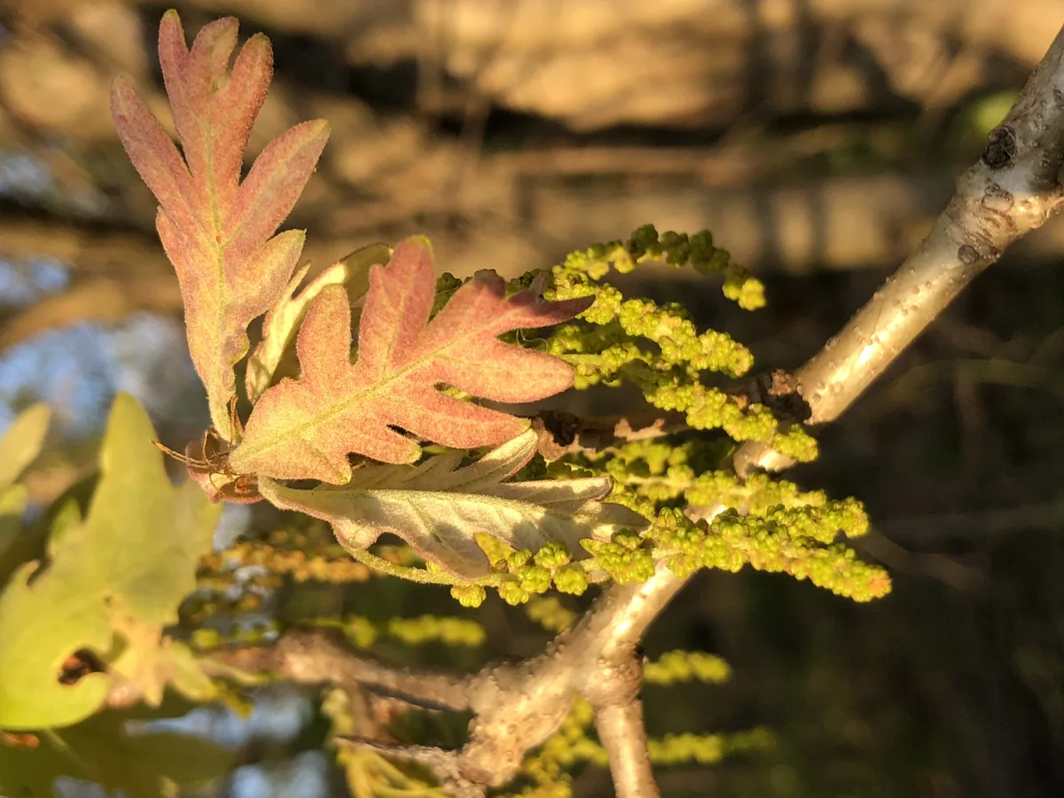 White Oak (Quercus alba), photograph