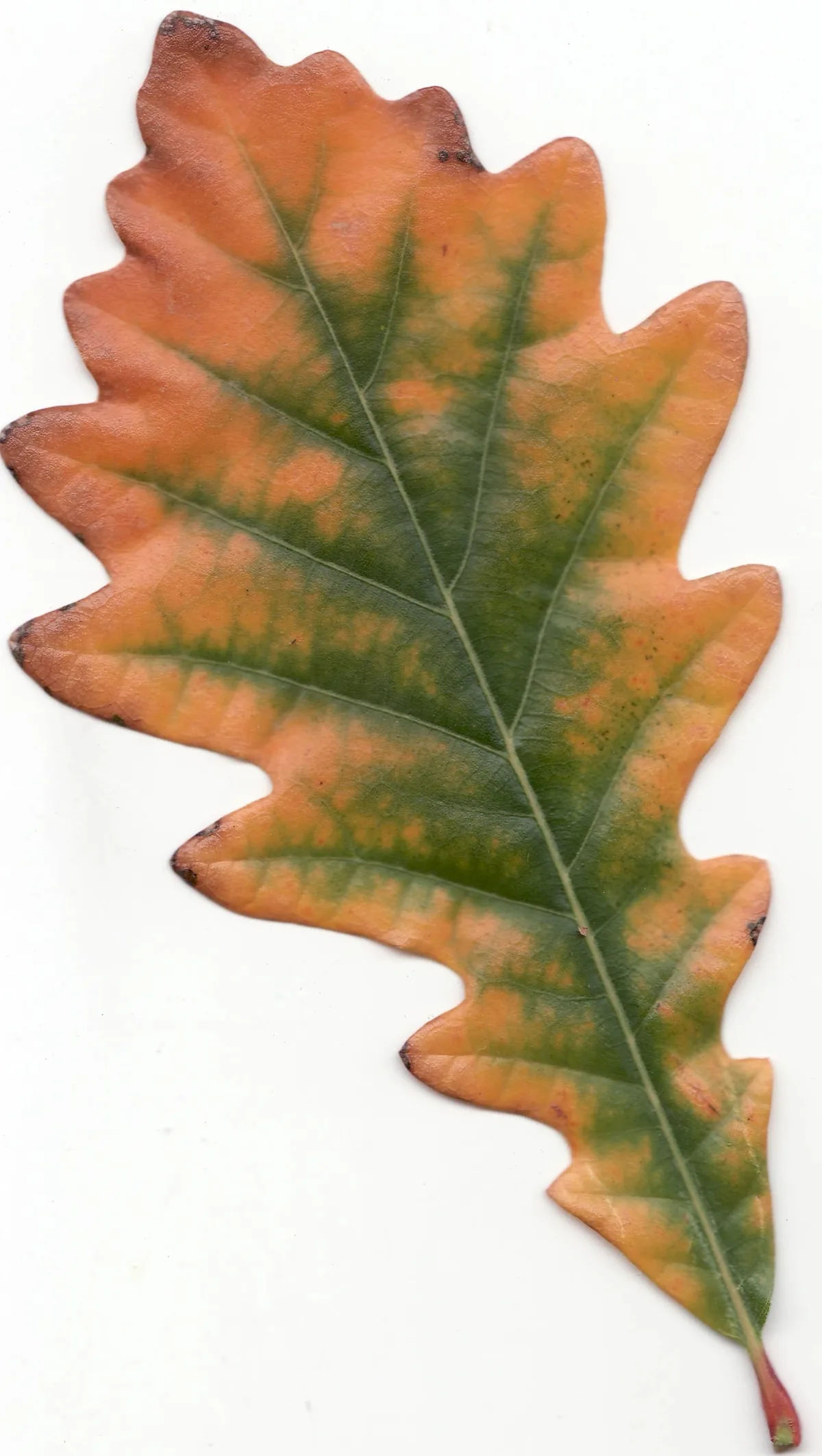 Swamp White Oak (Quercus bicolor), photograph