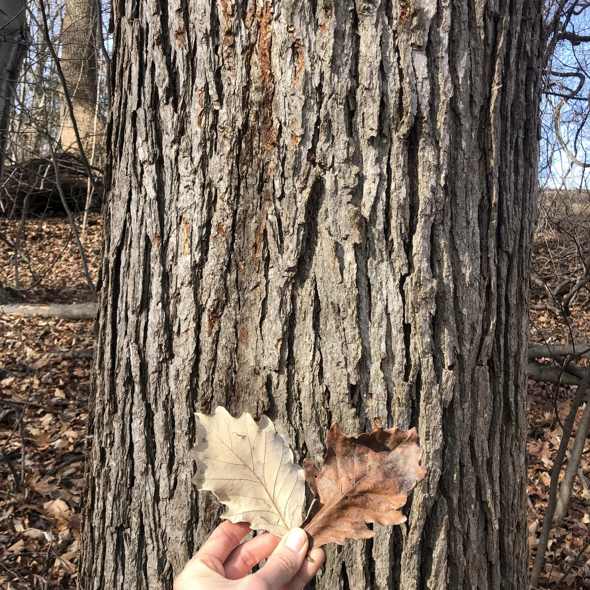Swamp White Oak (Quercus bicolor), photograph