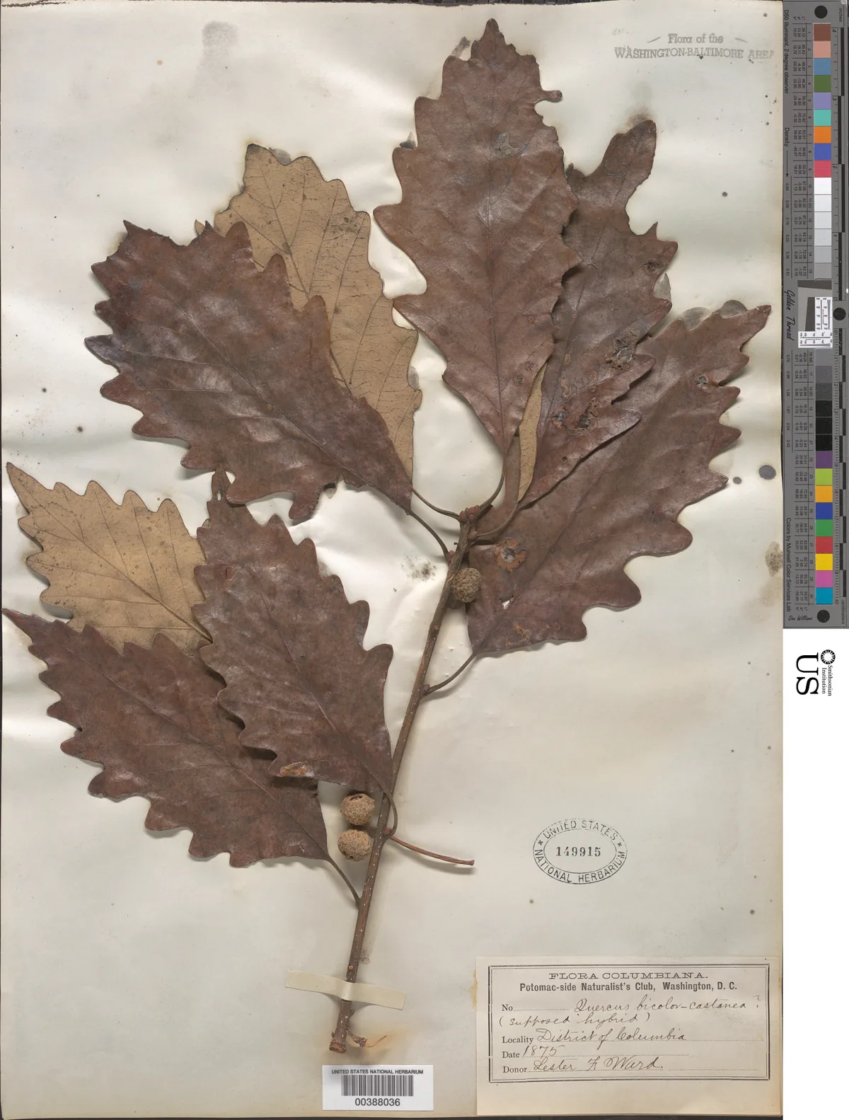 Swamp White Oak (Quercus bicolor), photograph