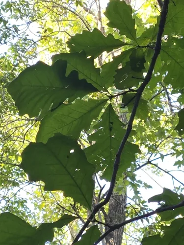 Photo: no rights reserved · cc0 · via iNaturalist Swamp White Oak (Quercus bicolor), photograph