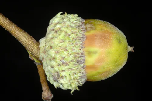 Photo: (c) Douglas Goldman, some rights reserved · CC BY-SA · via iNaturalist swamp white oak (Quercus bicolor), photograph