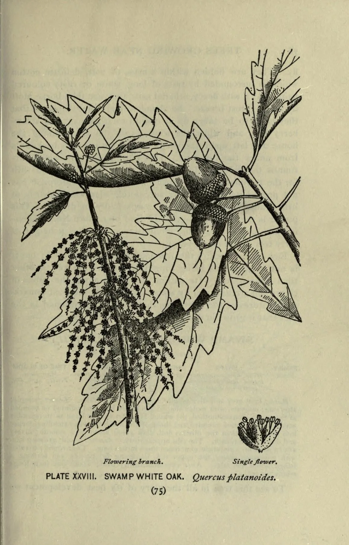 Swamp White Oak (Quercus bicolor), botanical illustration