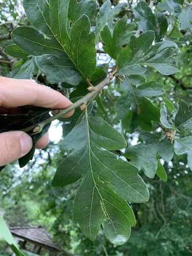 Oregon White Oak (Quercus garryana), photograph