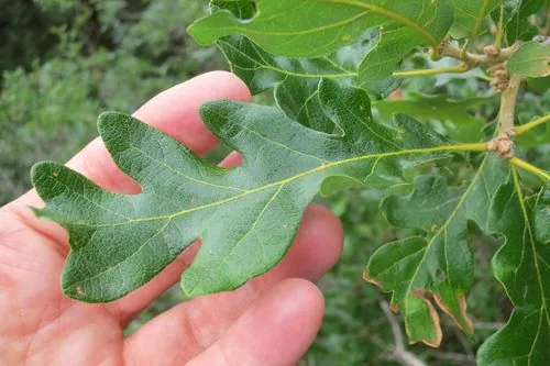 Photo: (c) Ed Alverson, some rights reserved · CC BY · via iNaturalist Oregon white oak (Quercus garryana), photograph