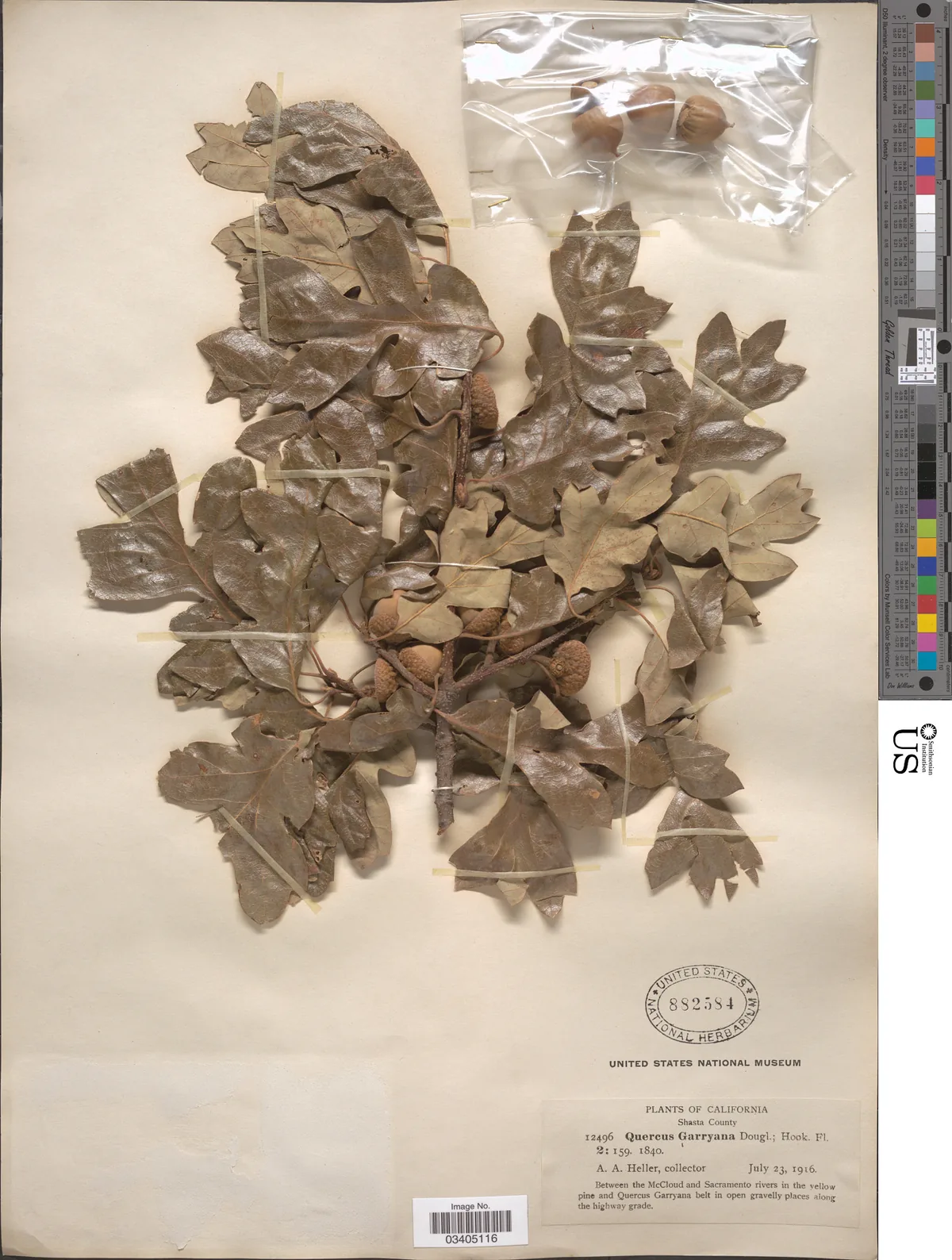 Oregon White Oak (Quercus garryana), photograph