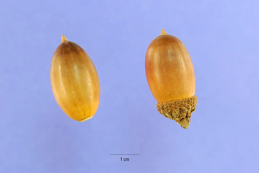 Oregon White Oak (Quercus garryana), photograph