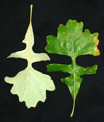 Bur Oak (Quercus macrocarpa), photograph