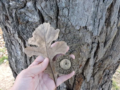 Bur Oak (Quercus macrocarpa), photograph