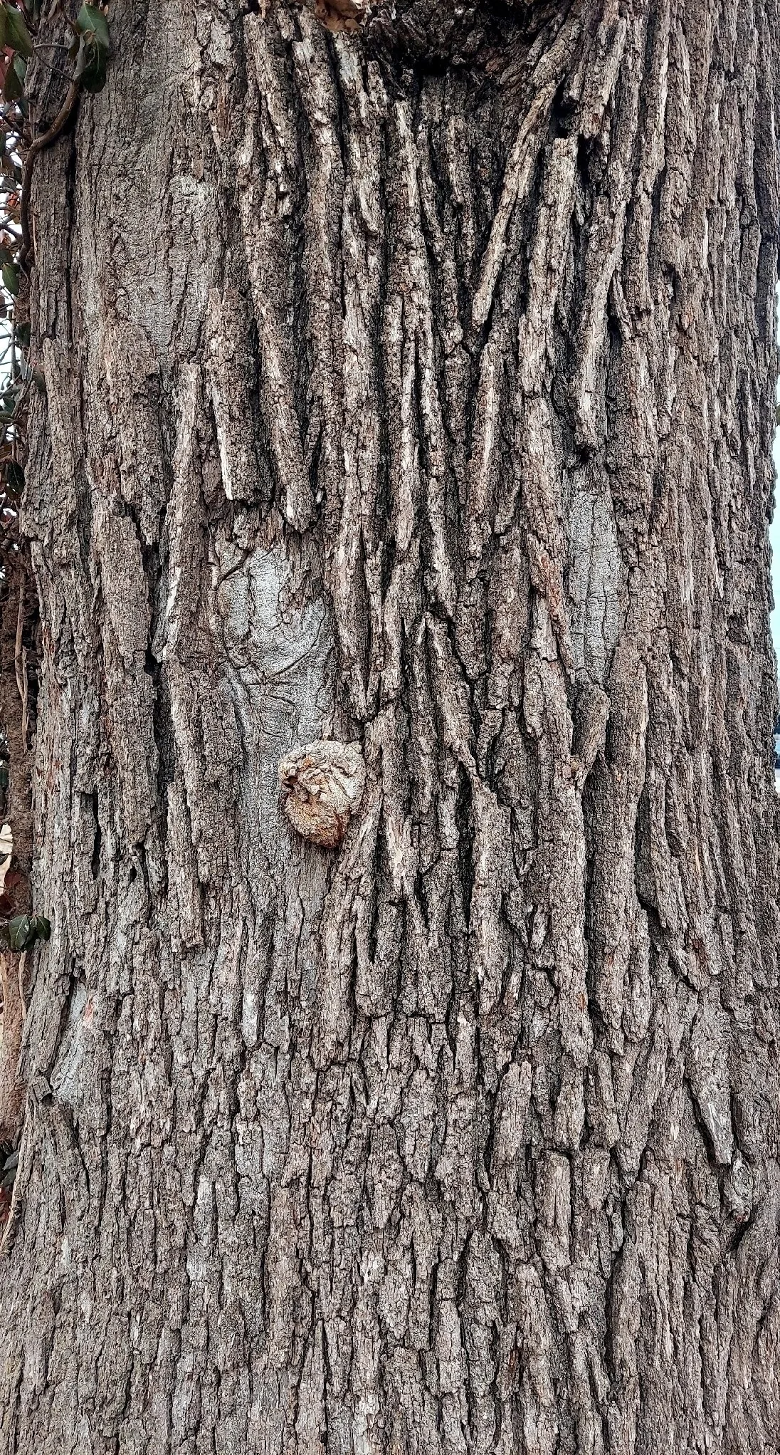 Bur Oak (Quercus macrocarpa), photograph