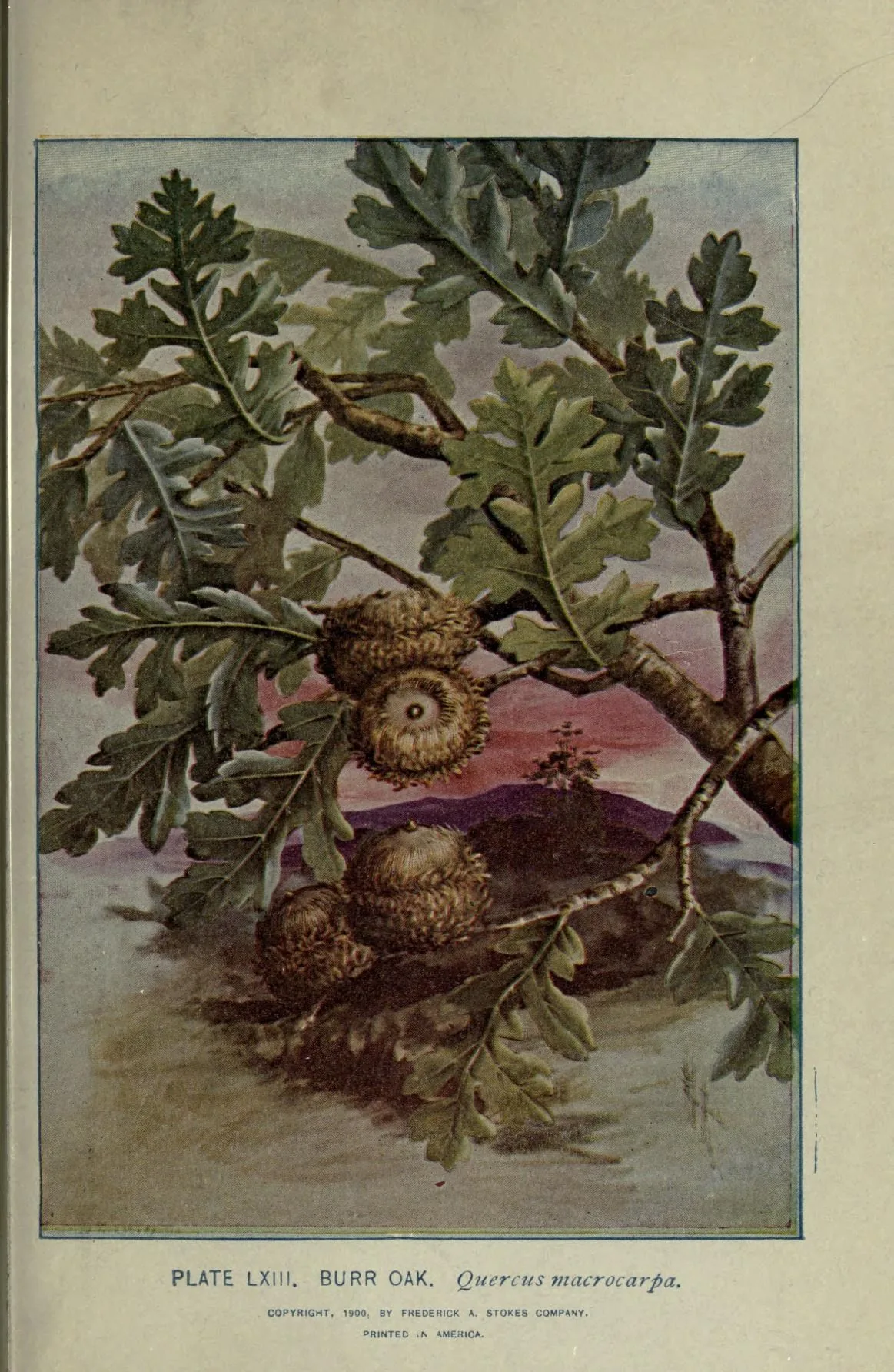 bur oak (Quercus macrocarpa), botanical illustration