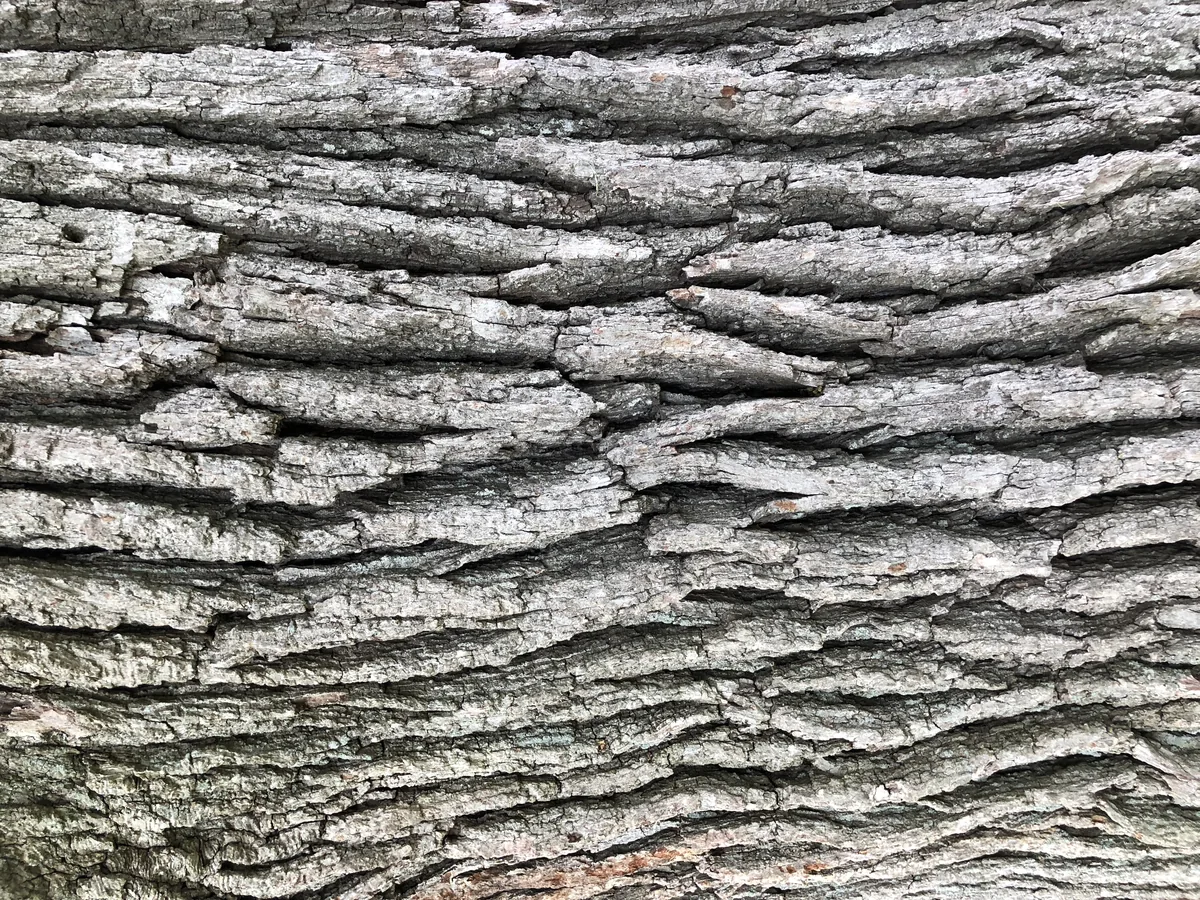 Bur Oak (Quercus macrocarpa), photograph