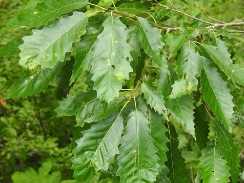 Chinkapin Oak (Quercus muehlenbergii), photograph