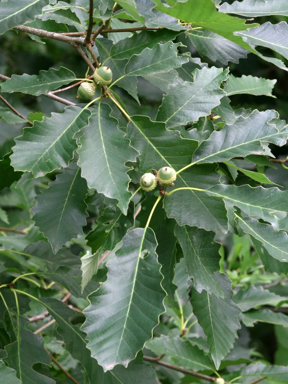 chinkapin oak (Quercus muehlenbergii), photograph