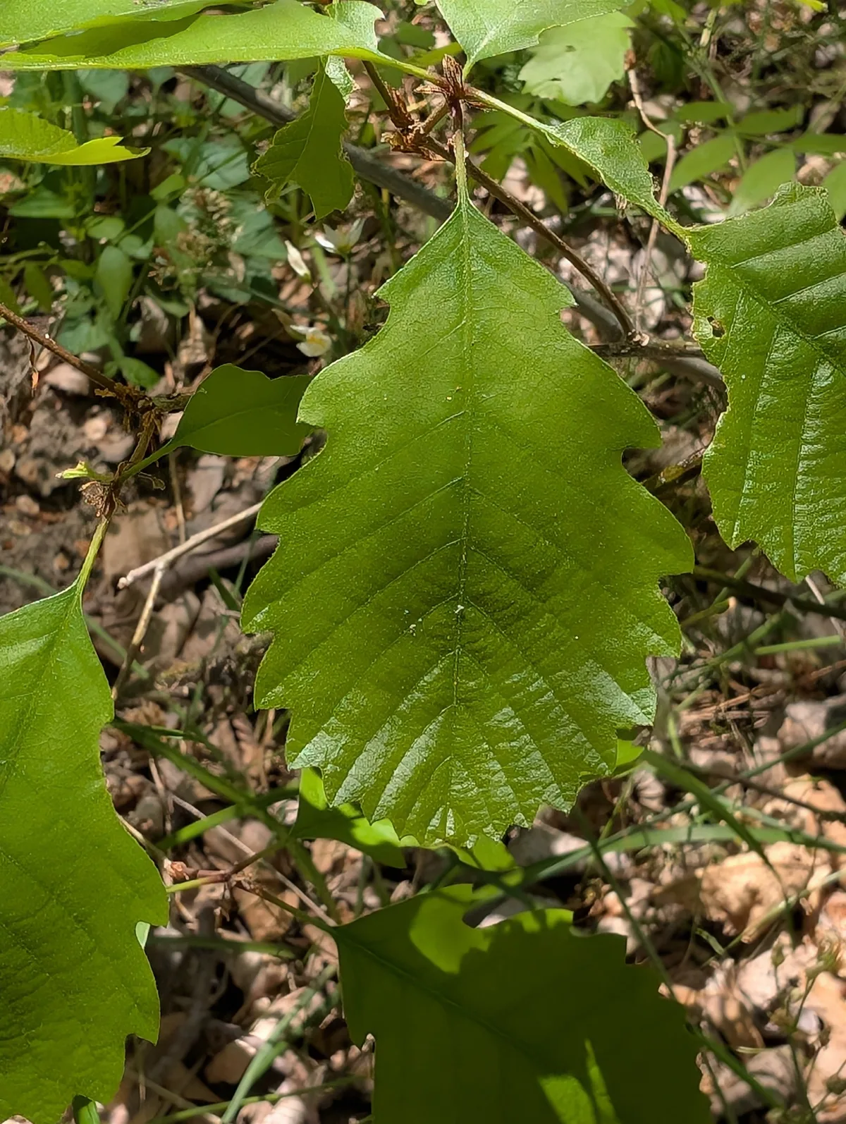 Chinkapin Oak (Quercus muehlenbergii), photograph