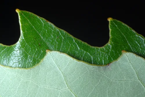 Photo: (c) Douglas Goldman, some rights reserved (CC BY-SA) · cc-by-sa · via iNaturalist Chinkapin Oak (Quercus muehlenbergii), photograph