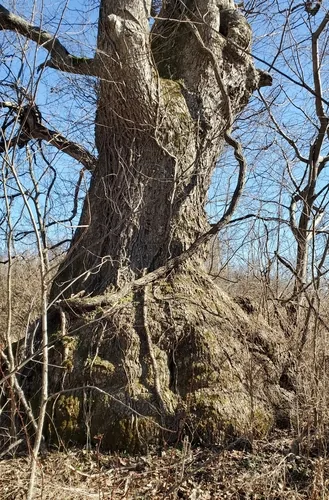 Chinkapin Oak (Quercus muehlenbergii), photograph