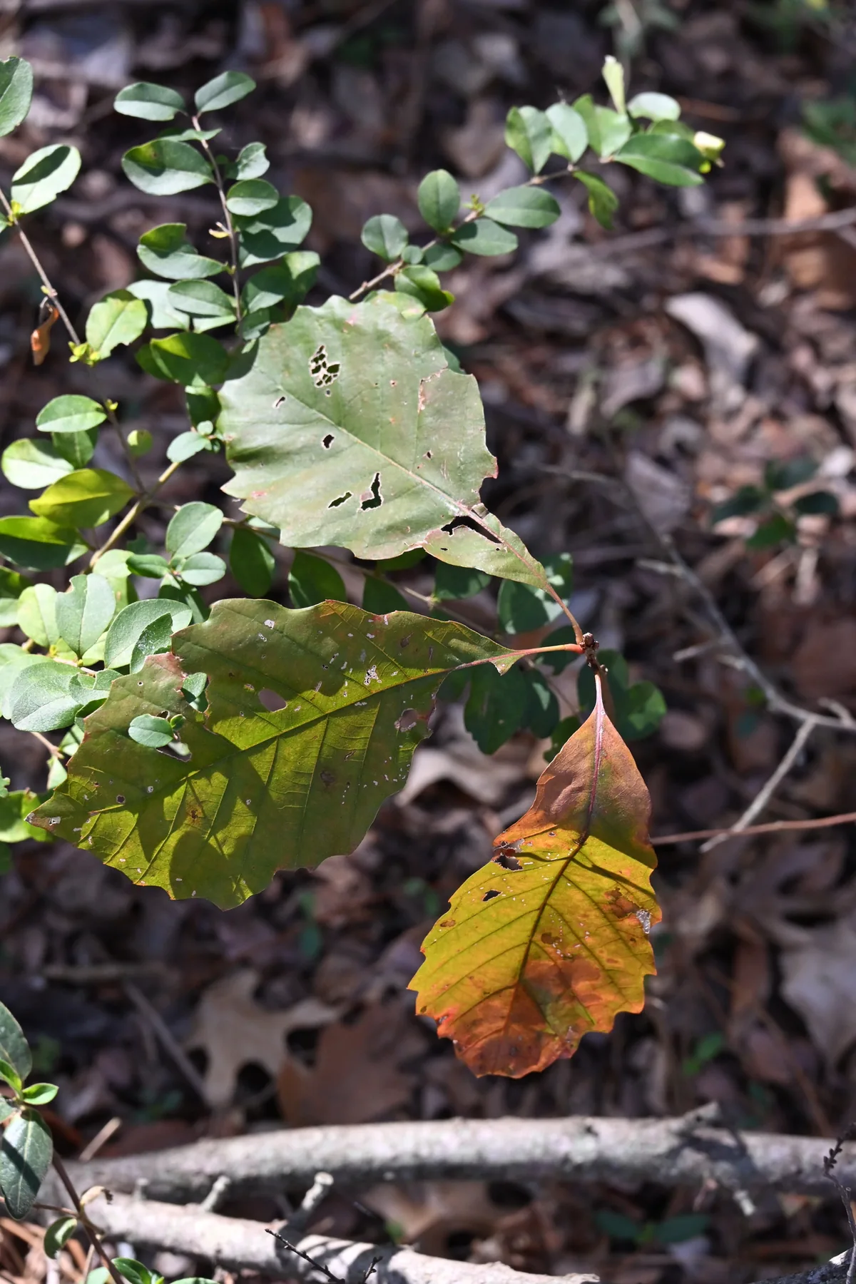 Chinkapin Oak (Quercus muehlenbergii), photograph