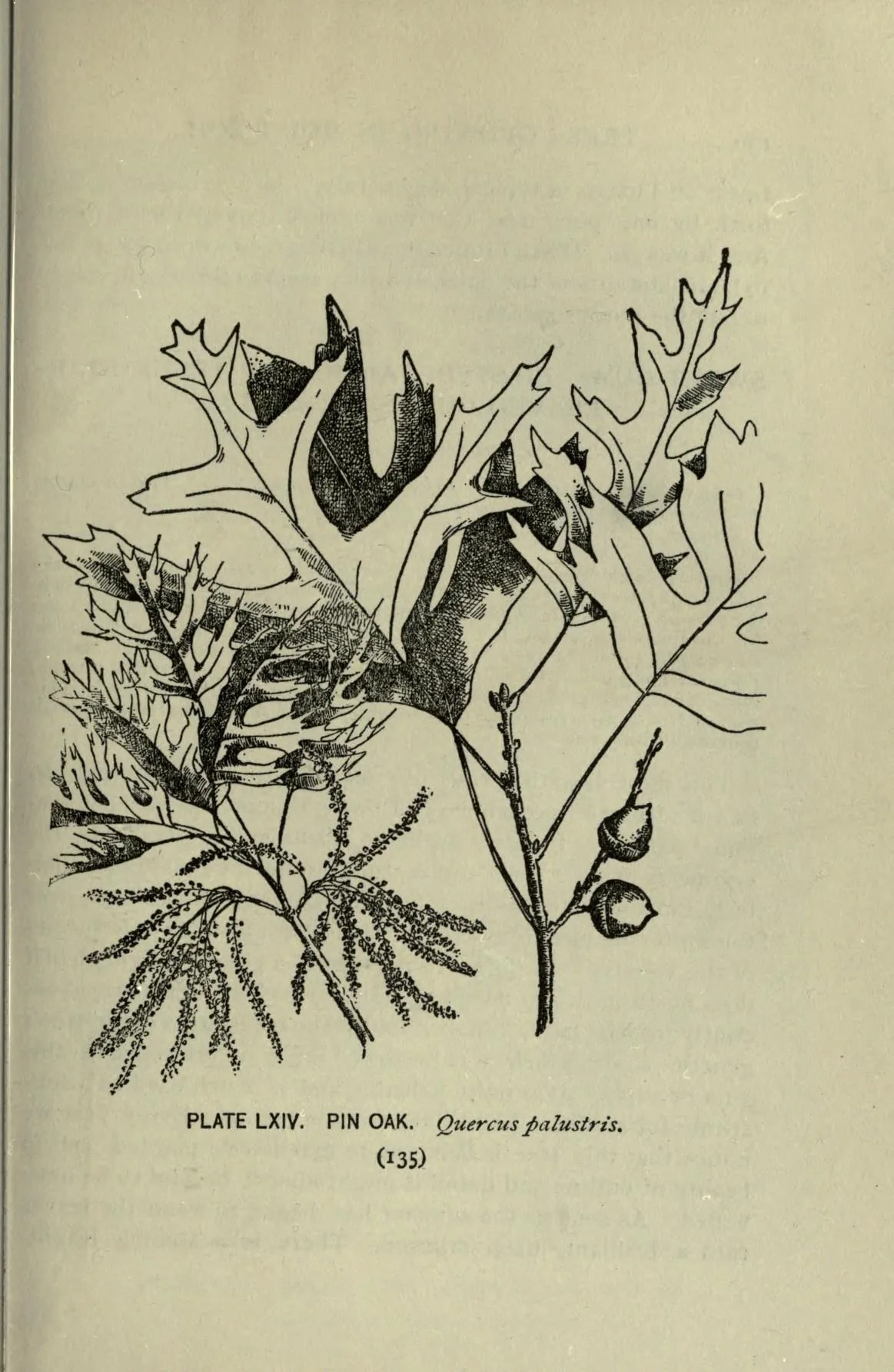 Pin Oak (Quercus palustris), botanical illustration