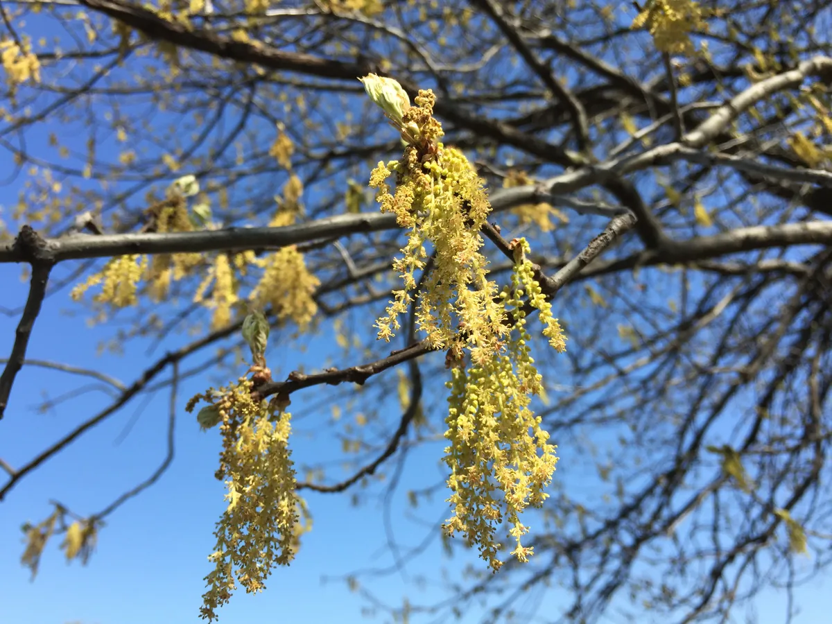 Pin Oak (Quercus palustris), photograph