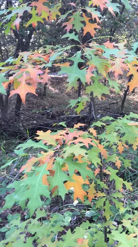 Pin Oak (Quercus palustris), photograph