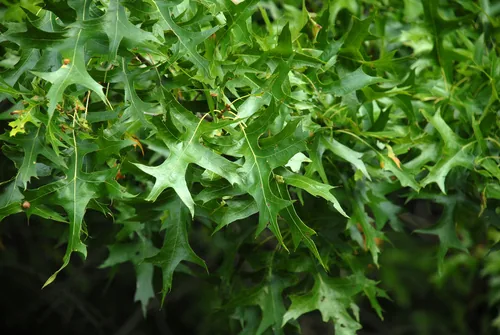 pin oak (Quercus palustris), photograph
