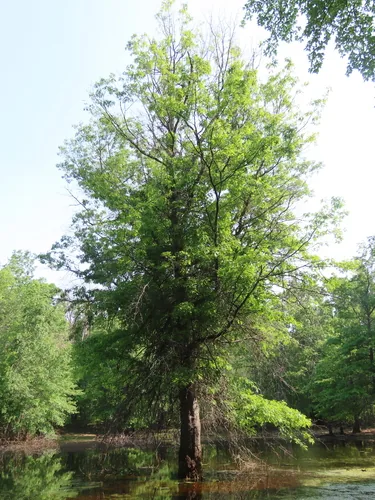 Pin Oak (Quercus palustris), photograph