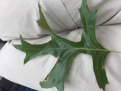 Pin Oak (Quercus palustris), photograph