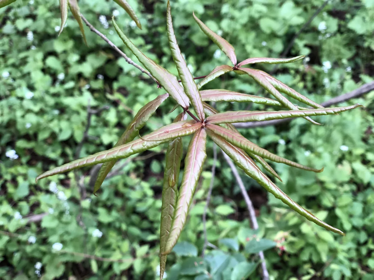 willow oak (Quercus phellos), photograph