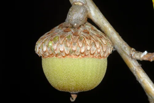 Willow Oak (Quercus phellos), photograph