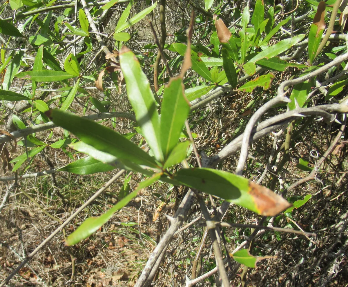 Willow Oak (Quercus phellos), photograph