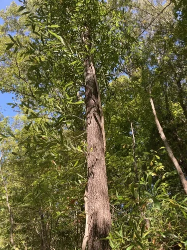 Willow Oak (Quercus phellos), photograph