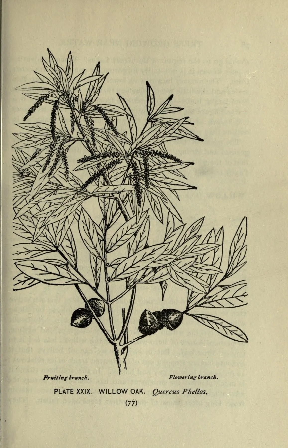 Willow Oak (Quercus phellos), botanical illustration
