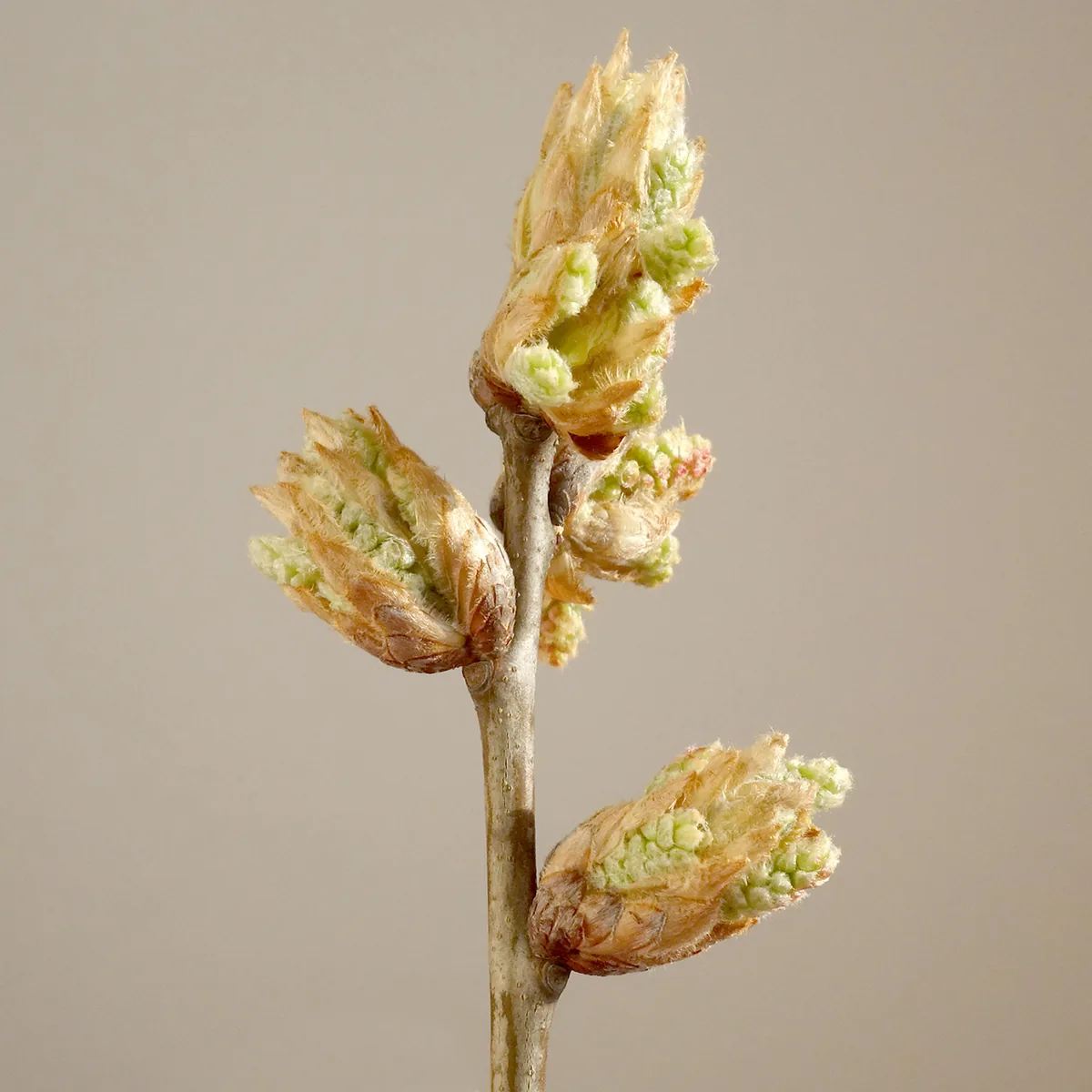 Red Oak (Quercus rubra), photograph