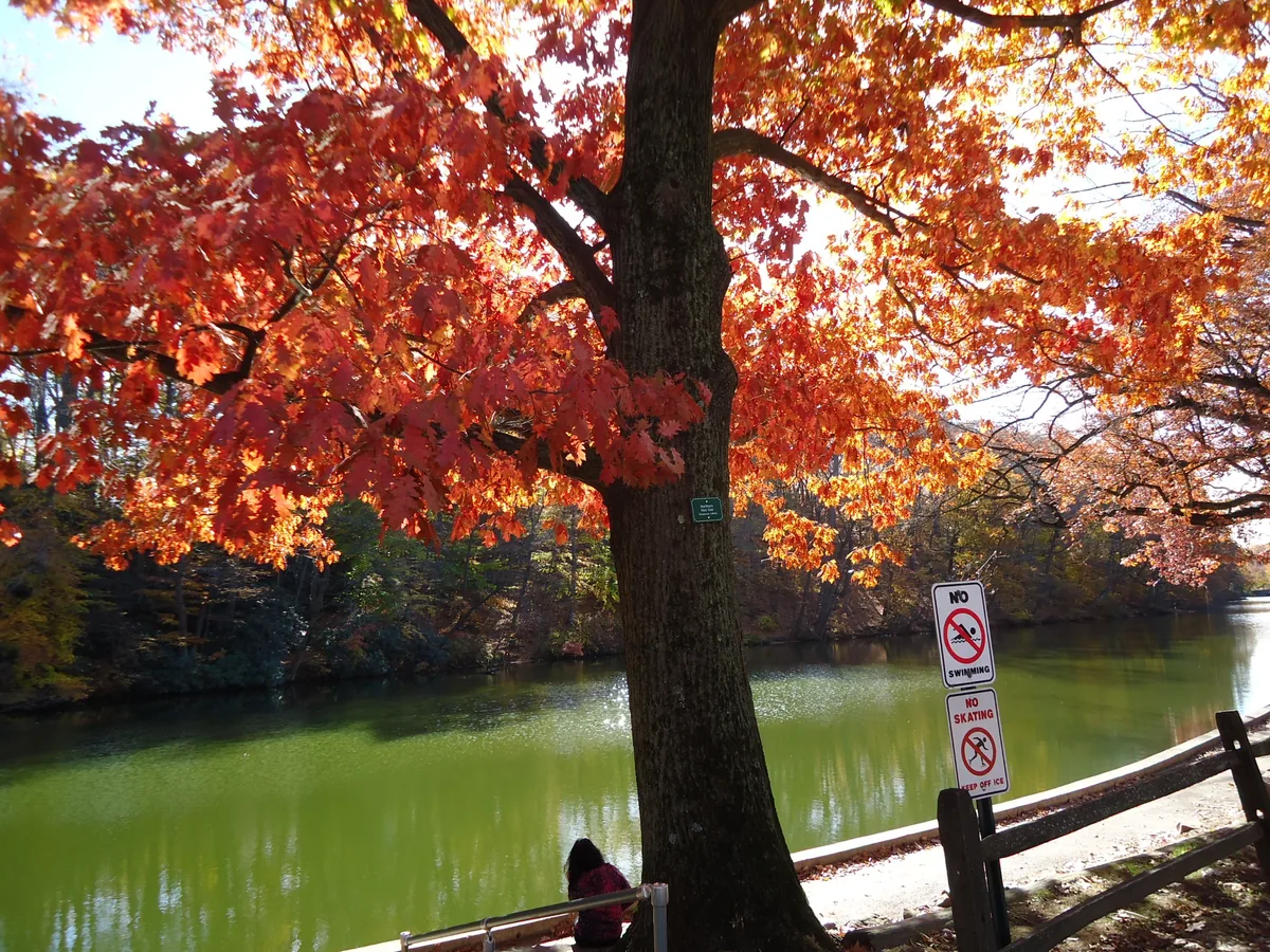 Red Oak (Quercus rubra), photograph
