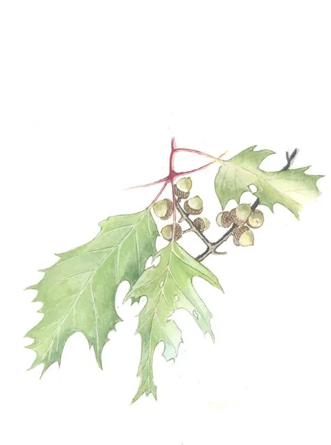 Red Oak (Quercus rubra), botanical illustration
