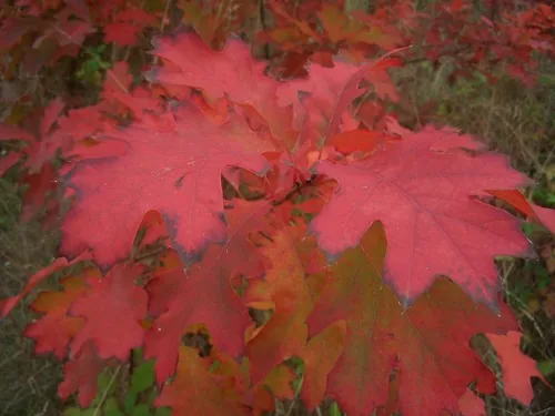Red Oak, photograph