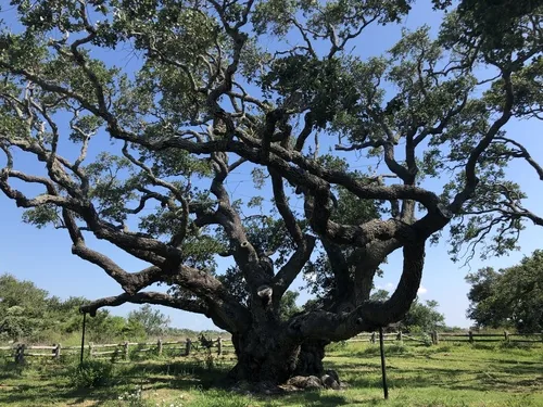 Photo: (c) Clifton Ladd, C.W.B., some rights reserved (CC BY) · cc-by · via iNaturalist Southern live oak, photograph