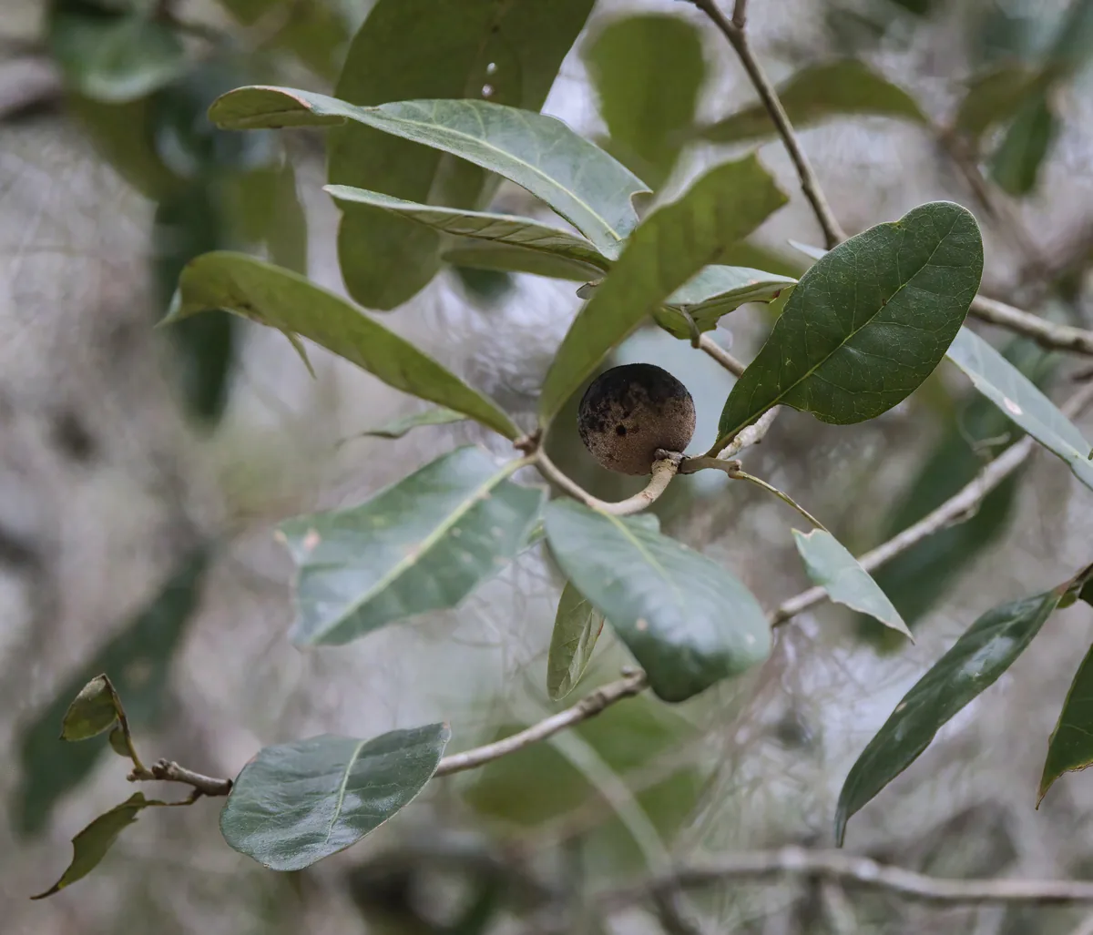 Live Oak (Quercus virginiana), photograph