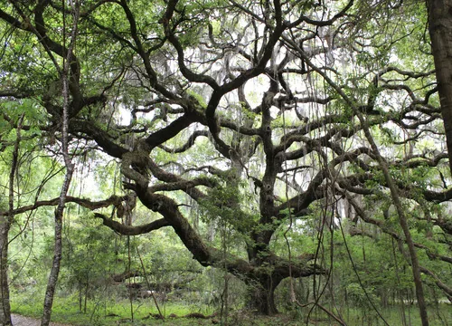 Photo: no rights reserved · cc0 · via iNaturalist Live Oak (Quercus virginiana), photograph