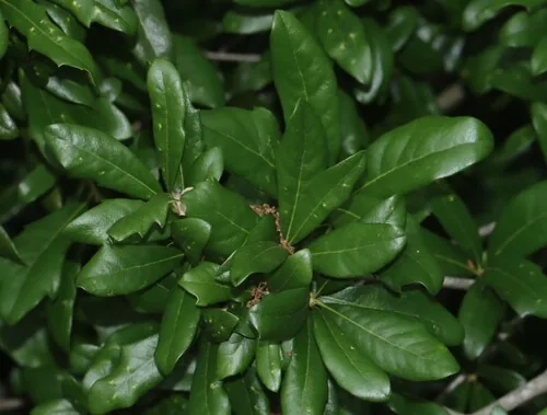 Live Oak (Quercus virginiana), photograph