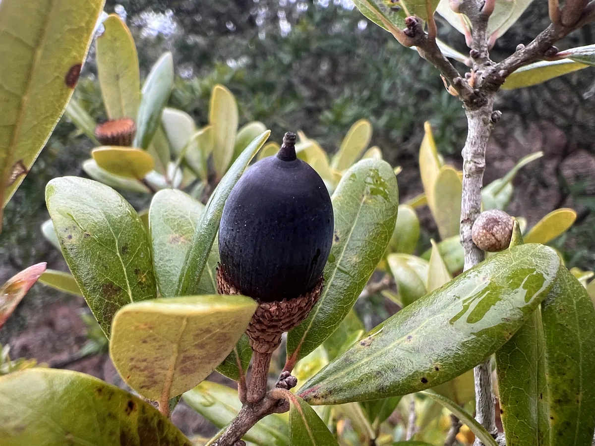 Live Oak (Quercus virginiana), photograph