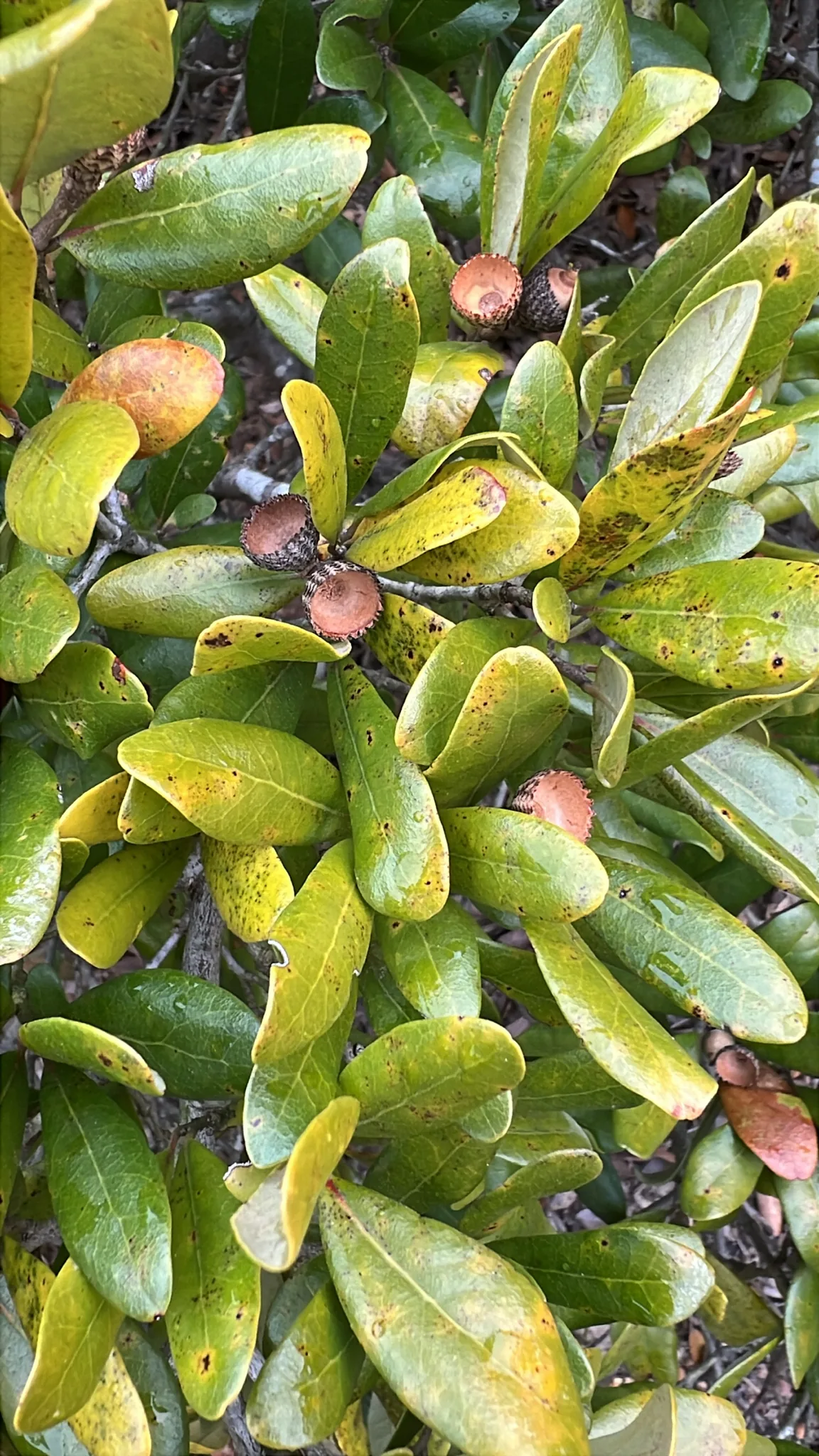Live Oak (Quercus virginiana), photograph