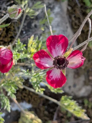 ranunculus (Ranunculus asiaticus), photograph